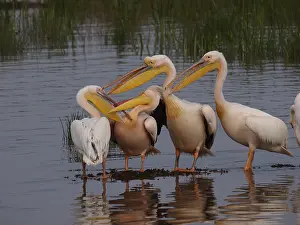 Pelecanus: Rosapelikan, White Pelican, Pelecanus onocrotalus