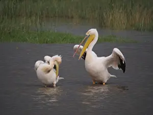 Pelecanus: Rosapelikan, White Pelican, Pelecanus onocrotalus