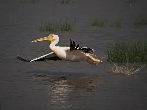Pelecanus: Rosapelikan, White Pelican, Pelecanus onocrotalus