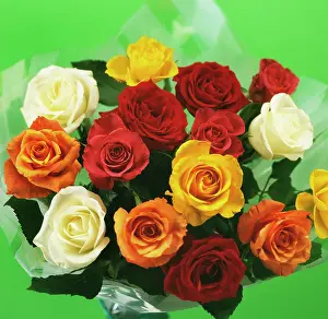 Wrap: Rose