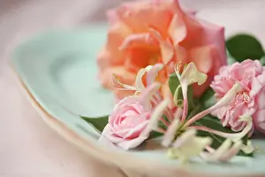 Honeysuckle: Rose