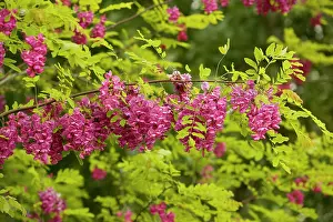 Hispida: Rose Acacia or Bristly locust - in flower