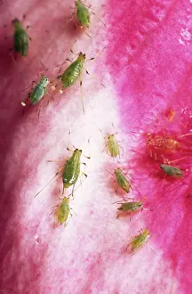 Macrosiphum: Rose Aphid