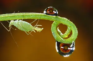 Macrosiphum: Rose Aphid