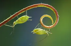 Macrosiphum: Rose Aphid