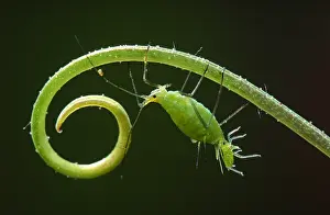 Birth: Rose Aphid