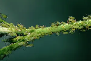 Macrosiphum: Rose Aphid - Producing honeydew