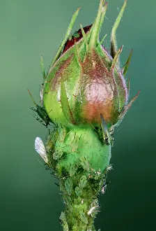 Macrosiphum: Rose Aphids