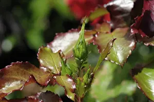 Pests: Rose aphids