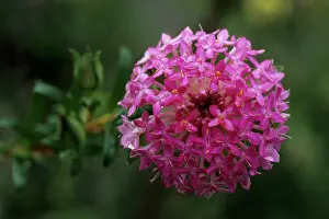 Rosea: Rose Banjine