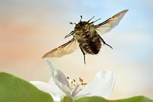 Spectacular: Rose beetle (Cetonia aurata), in flight, apple quince