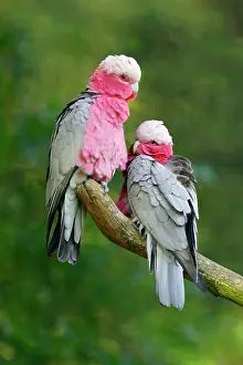 Galah: Rose-breasted Cockatoo / Galah - pair on branch
