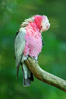 Galah: Rose-breasted Cockatoo / Galah - preening itself