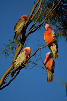 Cockatoo: Four Rose Breasted Cockatoos sit in a tree