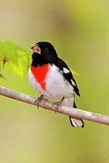 Grosbeaks: Rose-breasted Grosbeak