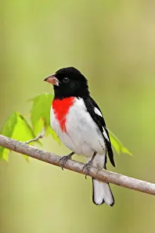 Grosbeaks: Rose-breasted Grosbeak