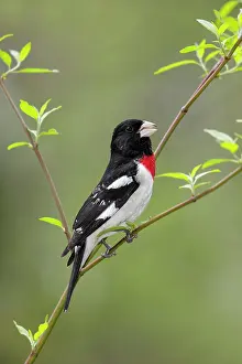 Grosbeaks: Rose-breasted Grosbeak