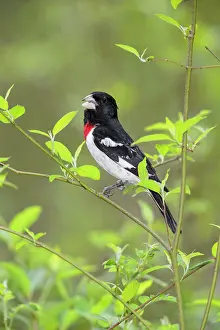 Grosbeaks: Rose-breasted Grosbeak