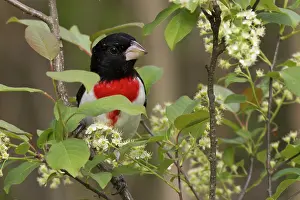 Pheucticus: Rose-Breasted Grosbeak