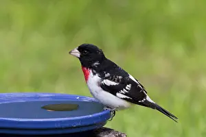 Birdbath: Rose-Breasted Grosbeak