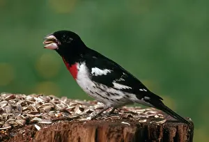 Cracking: Rose-breasted Grosbeak
