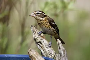 Birdfeeder: Rose-breasted grosbeak