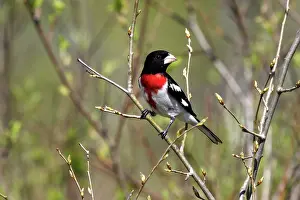 Pheucticus: Rose-Breasted Grosbeak