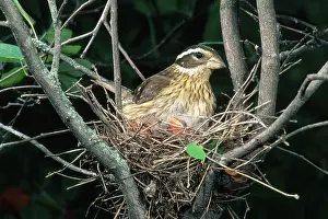 Grosbeaks: Rose-Breasted Grosbeak