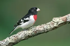 Grosbeaks: Rose-Breasted Grosbeak