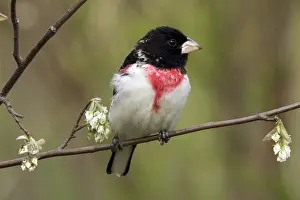 Unique: Rose-Breasted Grosbeak