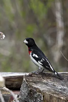 Crush: Rose-Breasted Grosbeak
