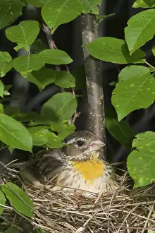 Grosbeak: Rose-breasted Grosbeak