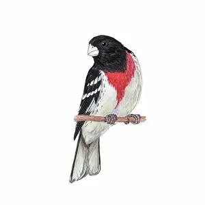 Grosbeak: Rose-breasted grosbeak