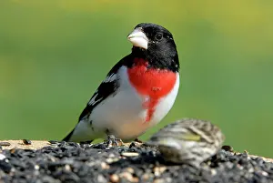 Grosbeak: Rose-breasted Grosbeak at birdfeeder