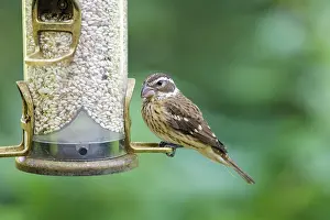Feeders: Rose-breasted Grosbeak - feeding at backyard bird feeder fil