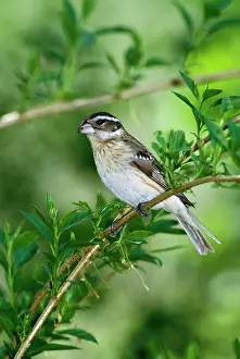 Grosbeaks: Rose-breasted Grosbeak - female