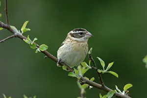 Cardinalidae: Rose-breasted Grosbeak female