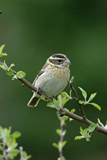 Cardinalidae: Rose-breasted Grosbeak female
