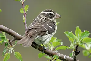 Grosbeak: Rose-breasted Grosbeak female