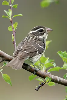 Grosbeak: Rose-breasted Grosbeak female