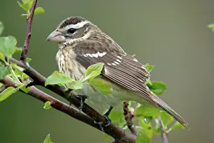 Grosbeak: Rose-breasted Grosbeak female