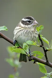 Grosbeak: Rose-breasted Grosbeak female