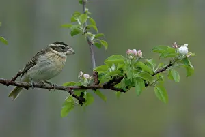 Grosbeak: Rose-breasted Grosbeak female