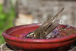 Unique: Rose-breasted Grosbeak female at bird bath