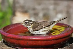 Unique: Rose-breasted Grosbeak female at bird bath