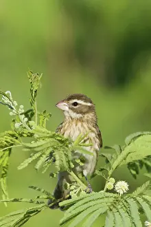 Grosbeak: Rose-breasted Grosbeak - female on migration