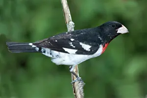 Cardinalidae: Rose-breasted Grosbeak male