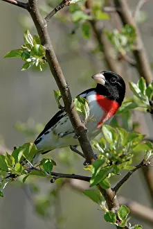 Grosbeak: Rose-breasted Grosbeak male