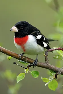Grosbeak: Rose-breasted Grosbeak male