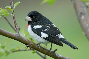 Grosbeak: Rose-breasted Grosbeak male